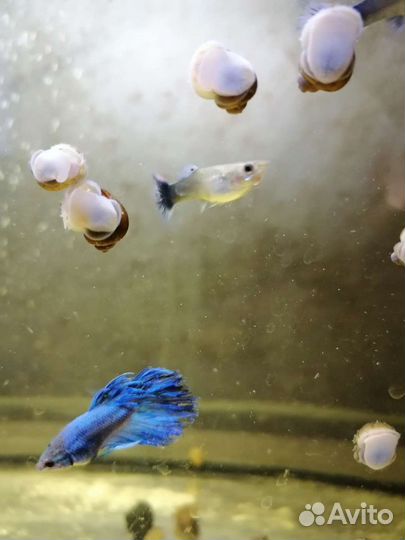 Продам рыбок