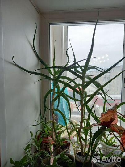 Алоэ лечебный