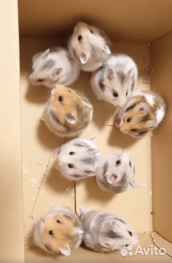 Сирийский хомяк девочка