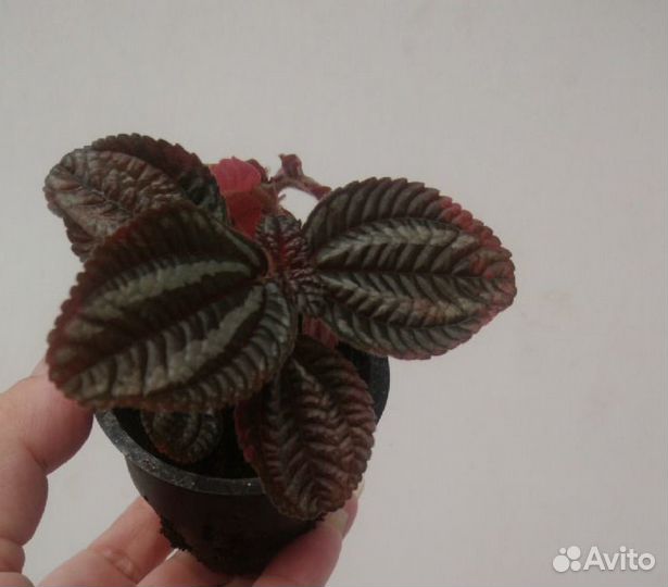 Комнатные растения