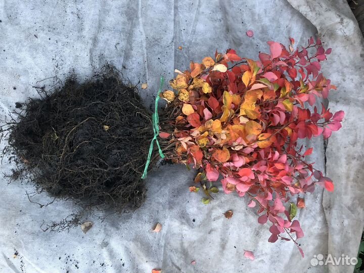 Сеянцы барбариса Тунберга, бирючины