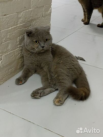 Шотландская вислоухая кошка бесплатно