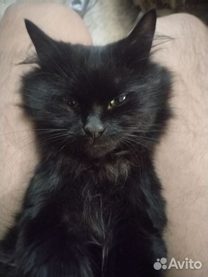 Кот на вязку