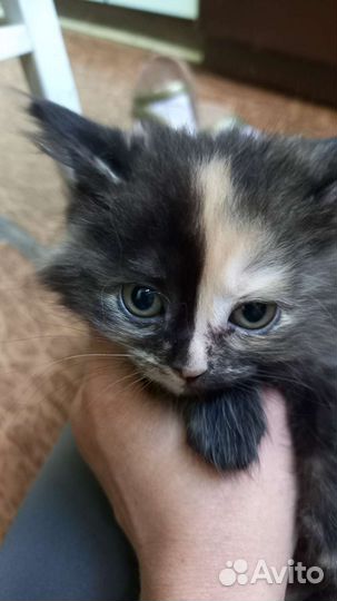 Четверо котят три мальчика и одна девочка