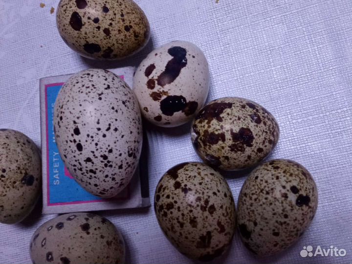 Яйца перепелиные