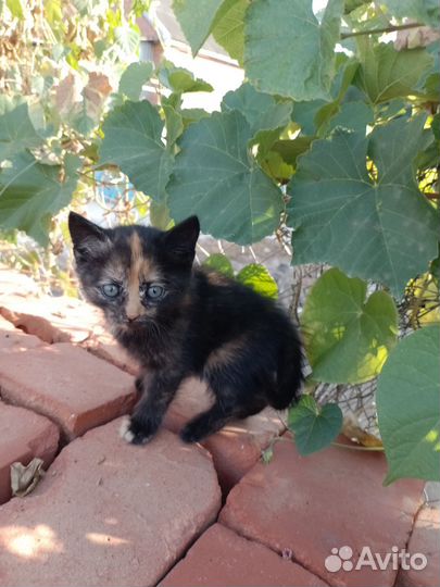 Котята девочки