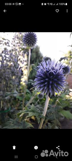 Растения для красивого сада