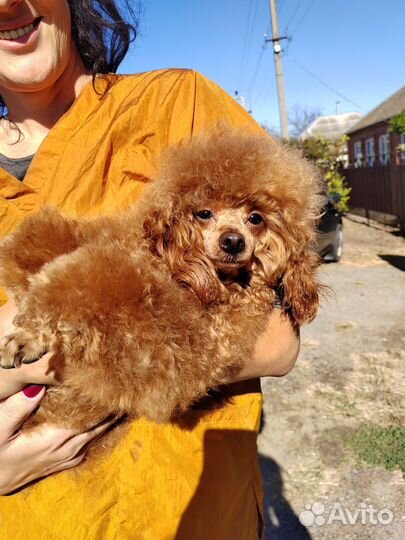 Той-пудель ред braun щенки