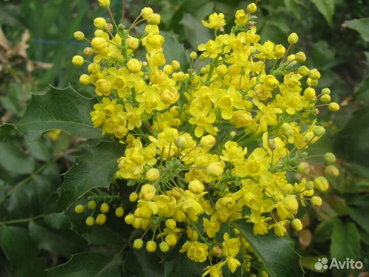 Декоративные кустарники