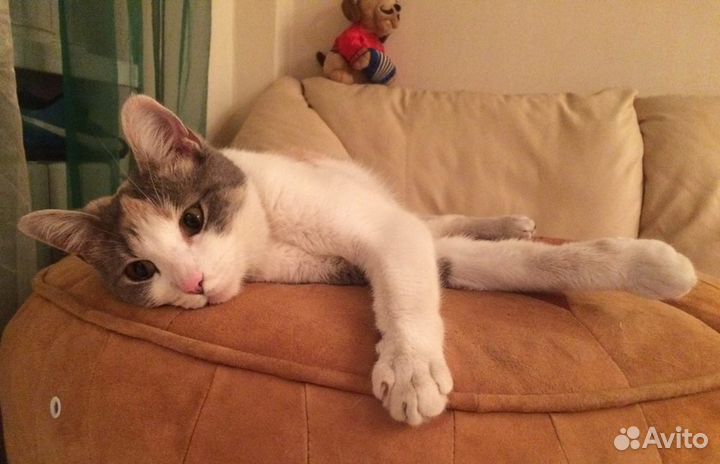 Плюшевая Бланка - игривая красотка в добрые руки