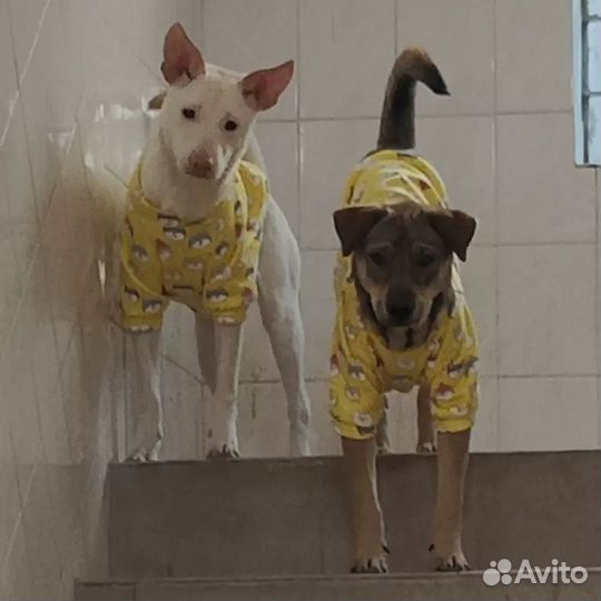 Одежда для кошек и собак / лонгслив /новый