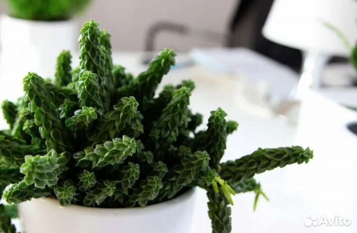 Пеперомия колумела