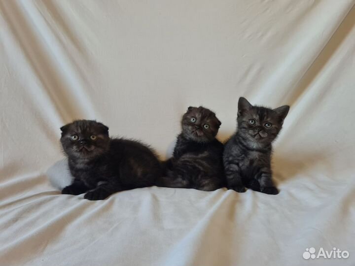 Шотландские котята