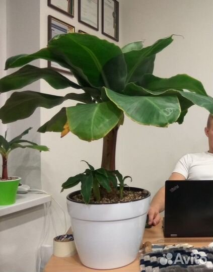 Банановое дерево