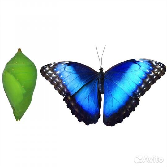 Куколки бабочек