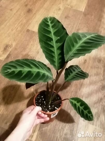 Калатея Варшевича