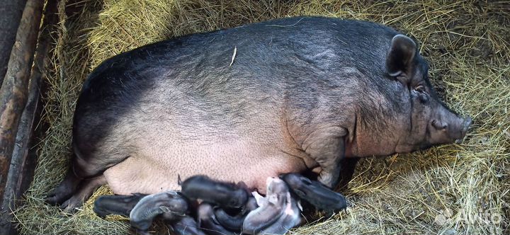 Вьетнамские вислобрюхие поросята