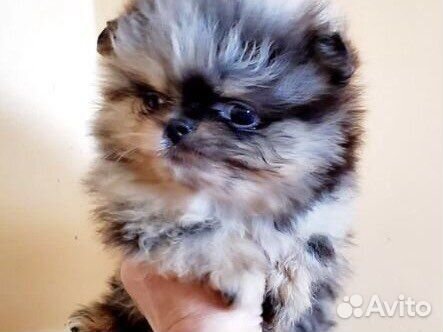 Шпиц мерле Мини