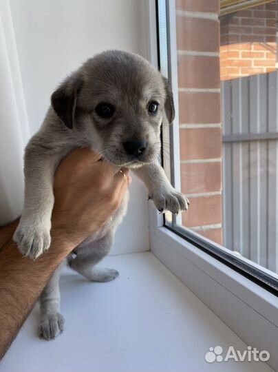 Лабронемцы