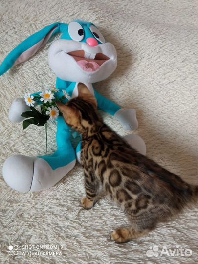 Бенгальская девочка