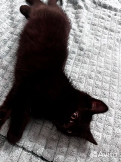 Милейшая кошечка
