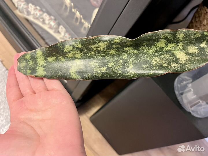 Сансевиерия