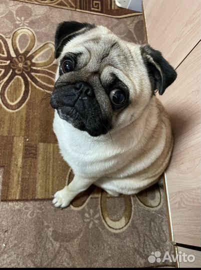 Мопс вязка мальчик