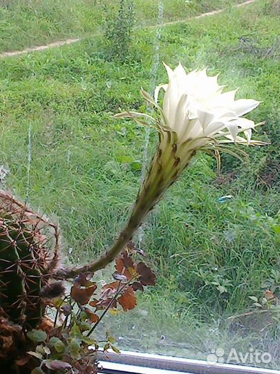 Цветы комнатные.Кактусы для посадки,отростки