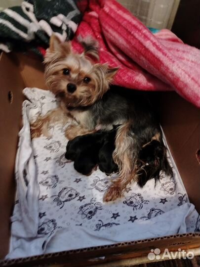 Йоркширский терьер щенки готовы к бронированию