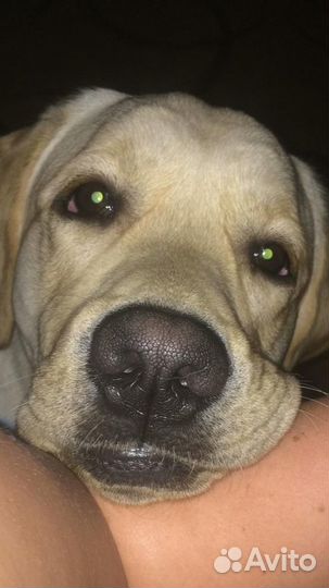 Вязка Лабрадор