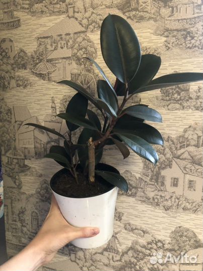 Фикус эластика абиджан