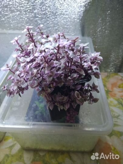 Каллизия розовая пантера