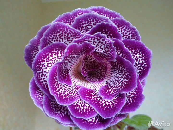 Клубни глоксиний