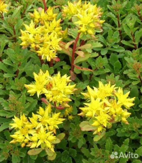 Почвопокровники