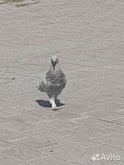 Голуби почтовые