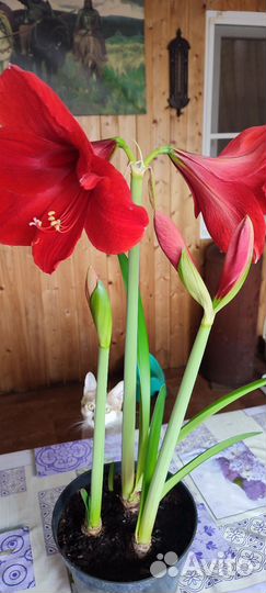 Гиппеаструм, хризантема, герань