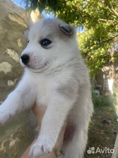 Щенки хаски