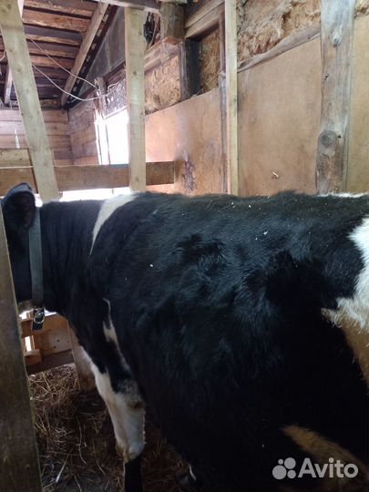 Корова дойная с теленком