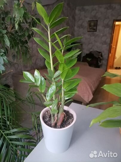 Замиокулькас