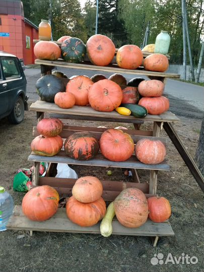 Тыква медовая