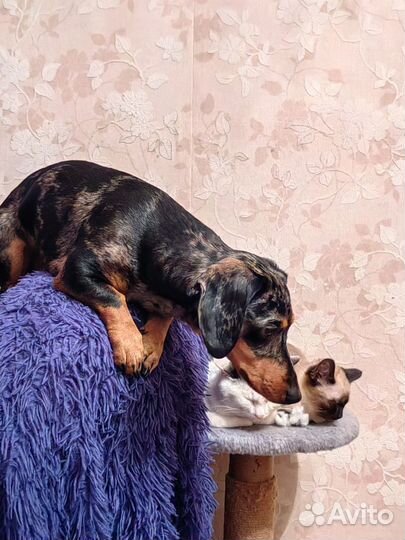 Предлагаем кобеля таксу на вязку