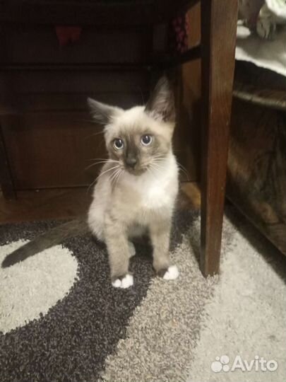 Кошки в добрые руки