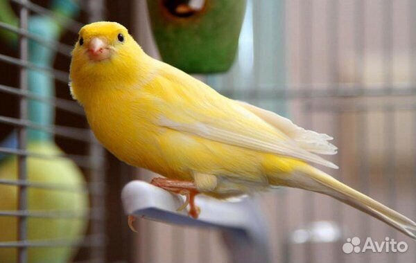 Кенар поющий