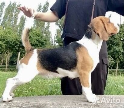 Щенки бигль