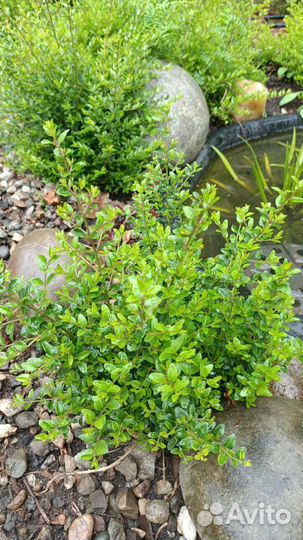 Кизильник горизонтальный