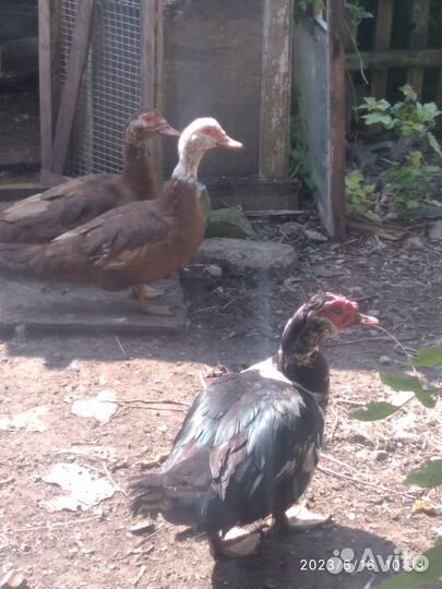 Продаются утки