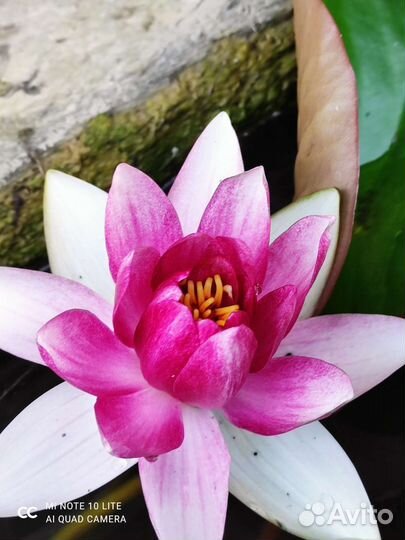 Водяная лилия, (кувшинка), водный гиацинт