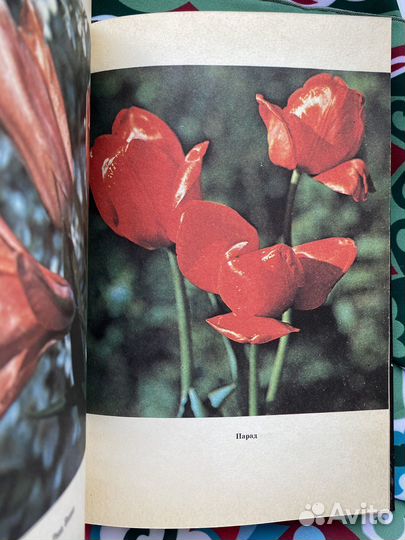 Садоводство (1987) / Практические рекомендации