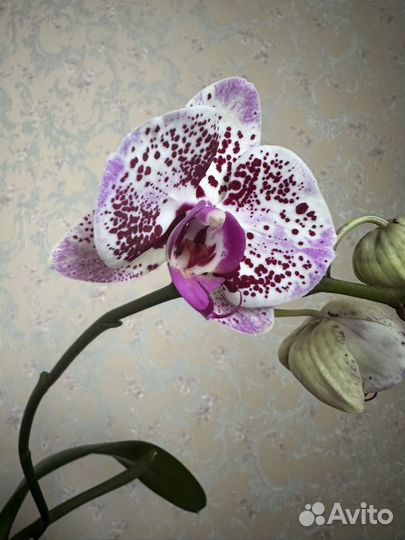 Орхидея фаленопсис