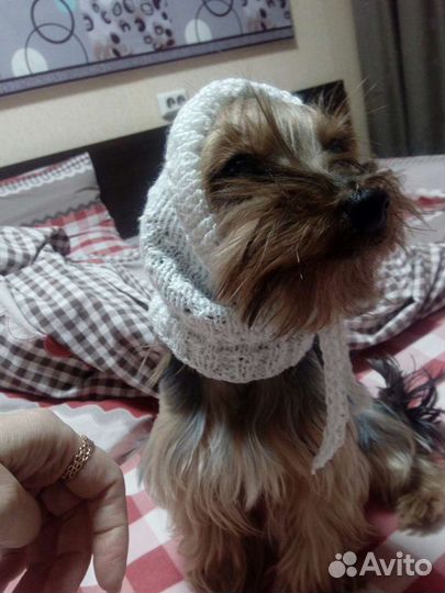 Снуд для собак